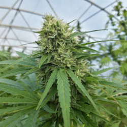 Plongez dans la quiétude avec notre ChanvriLot Sérénithé, une fleur de CBG relaxante.