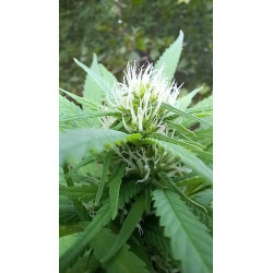 Densité des bourgeons – Un aperçu de notre future récolte exceptionnelle.