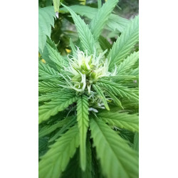 Trichomes et pistils – Les détails captivants de nos fleurs de chanvre.