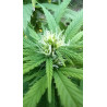 Trichomes et pistils – Les détails captivants de nos fleurs de chanvre.