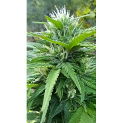 Fleurs de chanvre en gros plan – Admirez leur beauté exceptionnelle.