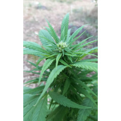 Premiers signes de floraison – La magie du CBD commence !