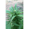 Premiers signes de floraison – La magie du CBD commence !