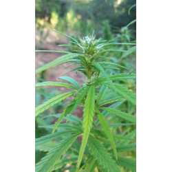 Macro des trichomes scintillants – La qualité se révèle à chaque étape du CBD.