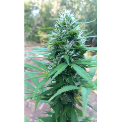Macro des pistils – L'élégance et la finesse de notre culture de CBD.