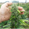 ChanvriLot Sérénithé - Fleur de CBG Relaxante de Qualité Supérieure