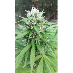 La progression des fleurs de CBD – De l’éclosion à la maturité.