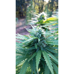 Trichomes en lumière – La perfection des détails de nos fleurs de CBD.