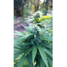 Trichomes en lumière – La perfection des détails de nos fleurs de CBD.