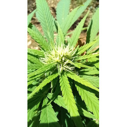 La beauté des pistils en gros plan – Un voyage visuel à travers notre culture de CBD.