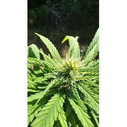 Fleurs de CBD en pleine croissance – La promesse d'une récolte exceptionnelle.
