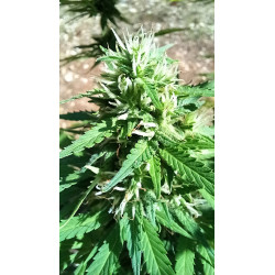 Les premiers signes de floraison – Un aperçu de notre récolte future de CBD.