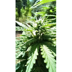 Floraison détaillée – Découvrez l'évolution de nos fleurs de CBD.