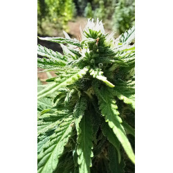 Gros plan sur les bourgeons – La qualité du CBD se dévoile au fur et à mesure.