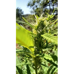 Les détails des fleurs de CBD en macro – La finesse du CBD révélée.
