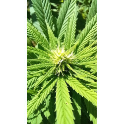 Progression de la floraison – Un regard sur le développement de nos fleurs de CBD.