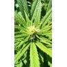 Progression de la floraison – Un regard sur le développement de nos fleurs de CBD.