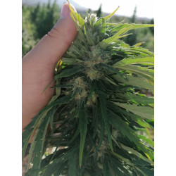 ChanvriLot Sérénithé - votre compagnon de relaxation, une fleur de CBG exceptionnelle.