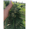 ChanvriLot Sérénithé - Fleur de CBG Relaxante de Qualité Supérieure
