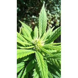 Aspect des bourgeons en floraison – La beauté de notre culture de CBD.