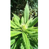 Aspect des bourgeons en floraison – La beauté de notre culture de CBD.