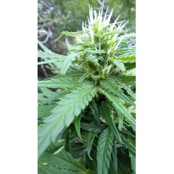Trichomes et pistils – Les détails captivants de nos fleurs de CBD.