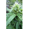 Trichomes et pistils – Les détails captivants de nos fleurs de CBD.