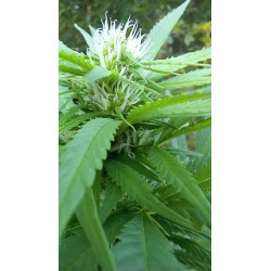 Floraison avancée – Un aperçu de notre prochaine récolte de CBD.