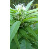 Floraison avancée – Un aperçu de notre prochaine récolte de CBD.