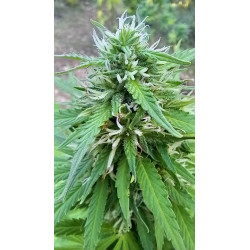 Détails fascinants des fleurs de CBD – La splendeur du CBD en images.