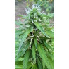 Détails fascinants des fleurs de CBD – La splendeur du CBD en images.