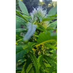 Floraison en pleine progression – La magie du CBD en action.