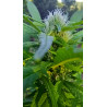 Floraison en pleine progression – La magie du CBD en action.