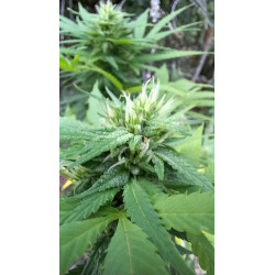 Pistils délicats en macro – Le charme de nos fleurs de CBD.