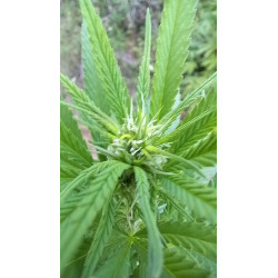 Vue rapprochée des trichomes – La pureté du CBD en images.
