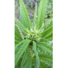 Vue rapprochée des trichomes – La pureté du CBD en images.