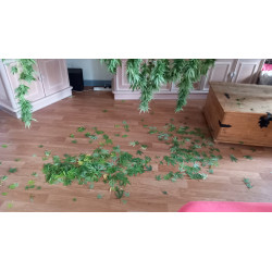 Coupe minutieuse des plantes de chanvre à la main pour garantir une récolte parfaite.