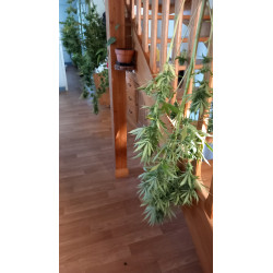 Passion et précision dans chaque étape de notre récolte de chanvre CBD.