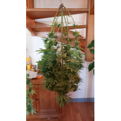 Chaque photo raconte l’histoire de notre travail minutieux avec le chanvre CBD chez ChanvriLot.