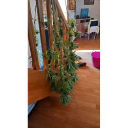 À l’œuvre : le processus rigoureux de récolte du chanvre CBD.