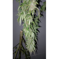 Le processus de récolte du chanvre CBD, étape par étape.