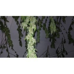 Moments clés de notre récolte de chanvre CBD, illustrant notre passion et notre savoir-faire.