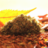 Épices pour Poulet au Curry et CBD - Pure Gourmandise