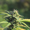 TranquilyHaze : un CBD relaxant, notes citronnées, culture naturelle
