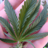 ChanvriLot TranquilyHaze - Fleur de CBD apaisante, arômes frais et naturels.