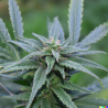 ChanvriLot FruityDélice - Fleur de CBD fruitée pour une détente exquise.