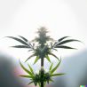 ChanvriLot Sérénithé - Fleur de CBG Relaxante de Qualité Supérieure