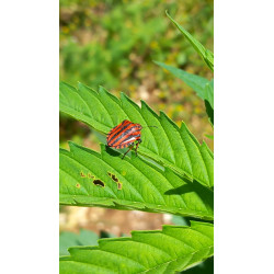 Graphosoma en action : un instantané de ces punaises rayées dans notre champ de chanvre.