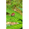 Graphosoma en action : un instantané de ces punaises rayées dans notre champ de chanvre.