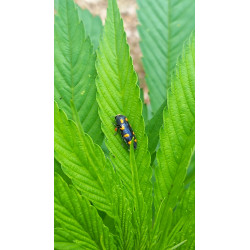 Stictopleurus cordigera en plein mouvement : un instantané de cette punaise aux motifs distinctifs dans notre champ de chanvre.
